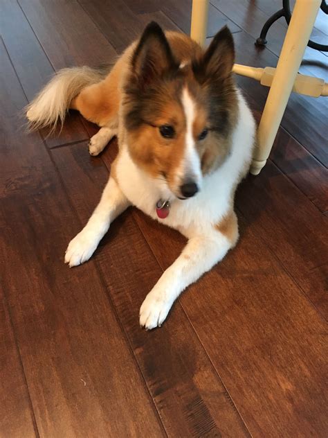 The type of dog which shepherded the australian sheep soon captured the imagination of the the undercoat varies according to the climate. Kayla with her short haircut | Puppy haircut, Yorkie ...
