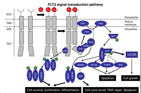 1 FLT3 Receptor Monomer Is Composed Of An Extracellular Domain ECD A