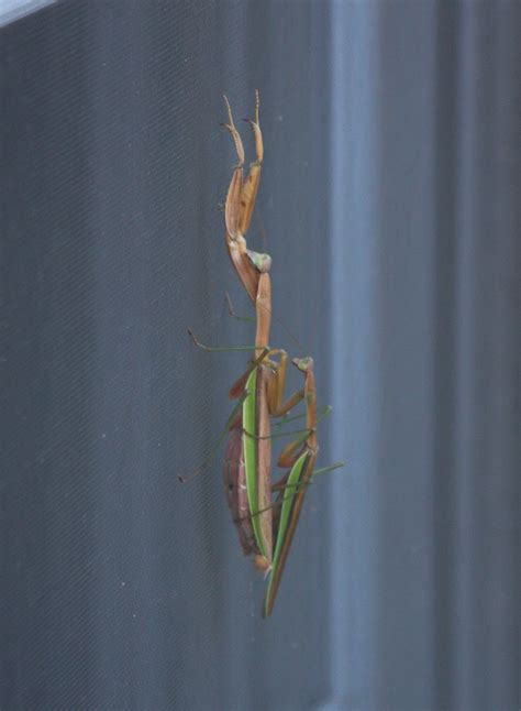 Praying Mantis Mating Andy Joos Flickr