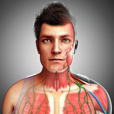 Male Anatomy Photograph By Pixologicstudioscience Photo Library Fine