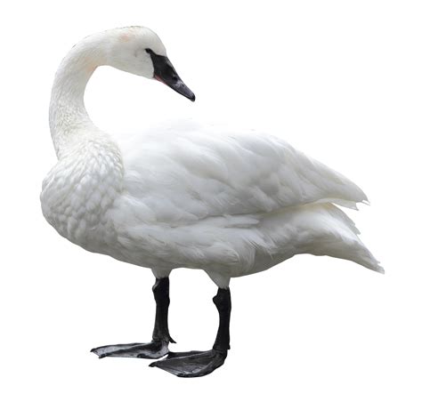 Collection Of Swan Png Pluspng