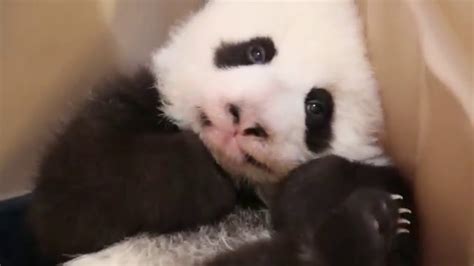 Toronto Zoo Giant Panda Cub At 12 Weeks Youtube