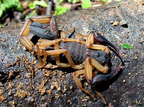 Scorpion I Saw In Costa Rica Scorpion Arachnids Beetle Insect