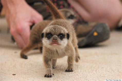 Meerkat Pups Have Been Born At Taronga Zoo And They Are
