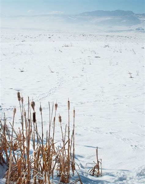 Colorado Minimalist Snowy Cattails Photo By Juliemagerssoulen Winter