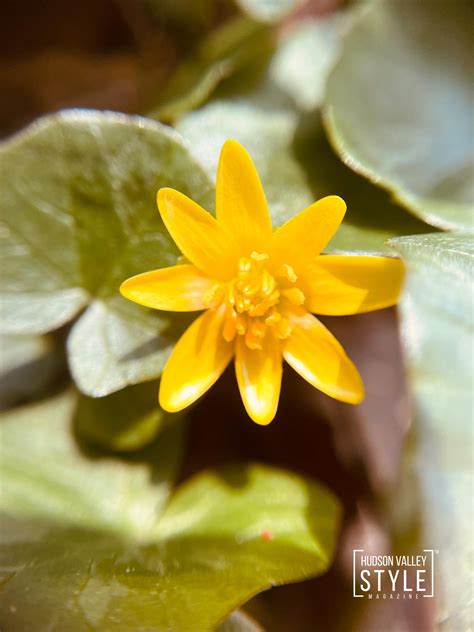 The Sacred Awakening: A Dance of Rebirth in the Hudson Valley – Photo