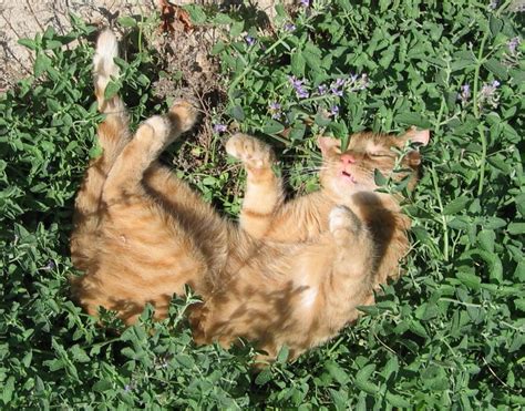 Organic Herb True Catnip Cat Mint Nepeta cataria - 500 Seeds
