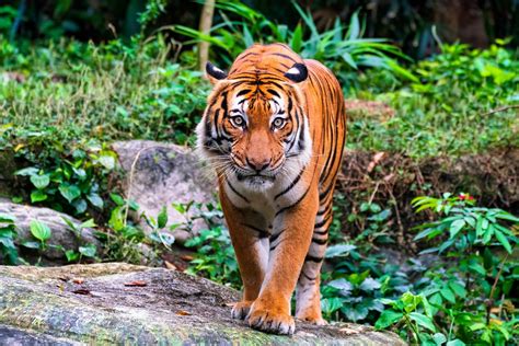 15 Curiosidades del tigre que no sabías Sorpréndete