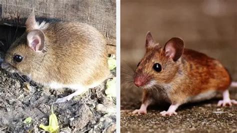 Field Mice Habitat Identification Habits And Removal Remedies