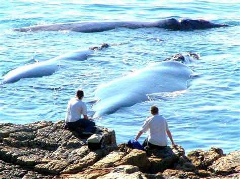 Alidays In Sudafrica Per Lhermanus Whale Festival Travelquotidiano