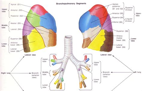 Postural Drainage Pt Lung Anatomy Lung Lobes Bronchopulmonary