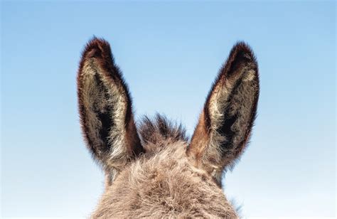 Donkey Ears Easter Free Photo On Pixabay Pixabay