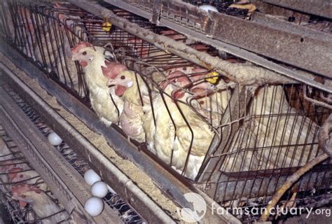 The Life Of Commercial Egg Laying Hens Humane Decisions