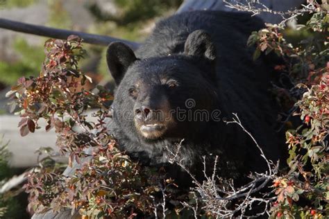 Black Bear In Yellowstone National Park Stock Photo Image Of