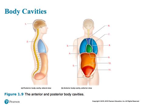 Anterior And Posterior Body Cavities Diagram Quizlet