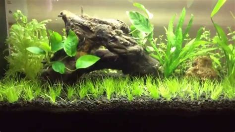 In this aquarium i wanted to show you that you can create something very simple, using very few items. Aquascaping for beginners: Dwarf Hairgrass - YouTube