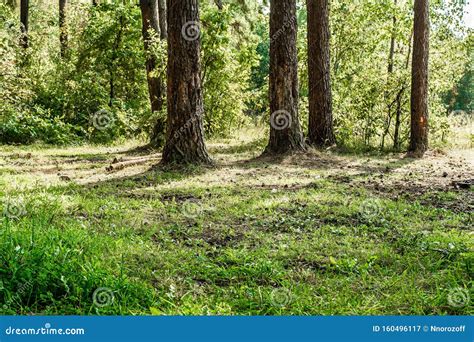 Clearing In A Pine Forest Summer Forest Jungle Plants And Trees