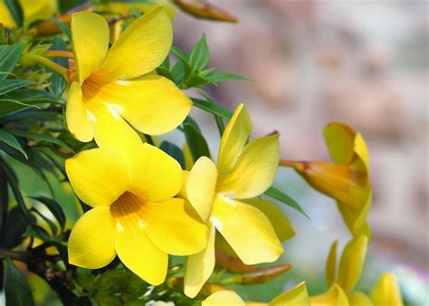 25 Flores Amarillas Significado Nombres Y Fotos