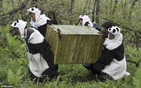 Researchers Dressed In Panda Costumes Carry 21 Month Old Giant Panda Tao Tao To A New Home To