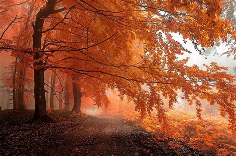 Fall Mist Path Forest Leaves Trees Orange Nature Landscape Wallpapers Hd Desktop And