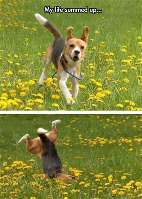 1247 Best Beagles Images On Pinterest Beagles Animals
