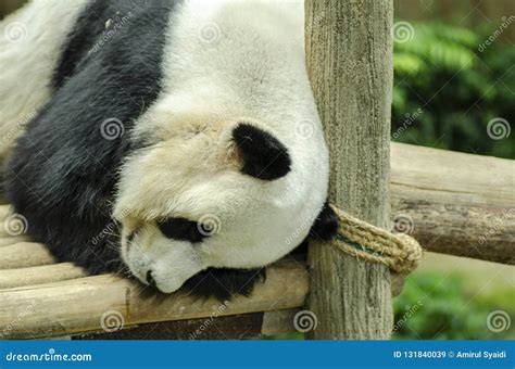 Giant Panda Bear Sleeping On A Wooden Bench Stock Image Image Of
