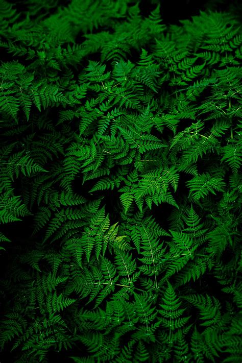 3440x1440px Free Download Hd Wallpaper Green Leafed Plant Leaves