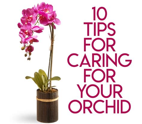 10 Ways To Care For Your Orchid American Bred Swedish Butter