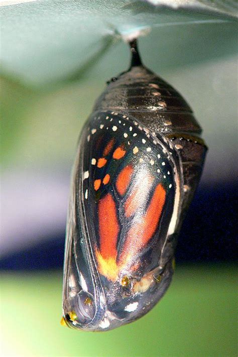 An Orange And Black Butterfly Is Hanging Upside Down