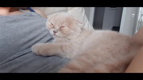 Sleepy Kitten Youtube