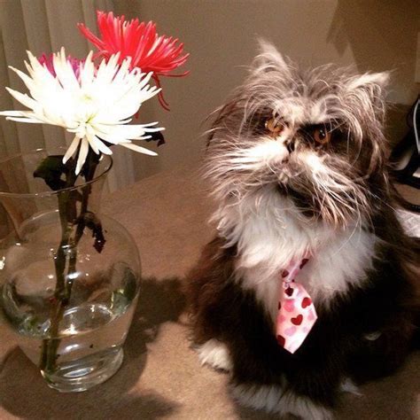 While cats are capable of climbing trees, this ability does not protect them from all potential threats. 21 Pets Who Probably Killed Their Owners After These ...