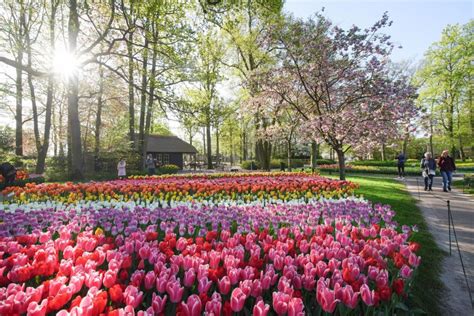 10 Campos De Flores Ao Redor Do Mundo Que Você Precisa Conhecer