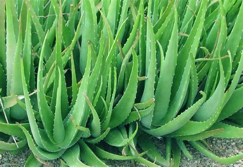 Aloe vera gel can soothe sunburns, fight acne, relieve irritation, moisturize dry patches, and help your skin in general, according to dermatologists. Herbalkart | The Online Herbal Store: Kumari - Katrazhai