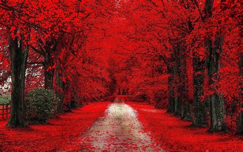 Wallpaper Trees Forest Fall Leaves Red Branch Frost Dirt Road