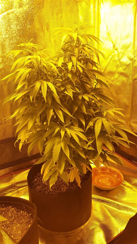 Best U Ritchey Images On Pholder Microgrowery Autoflowers And Dabs