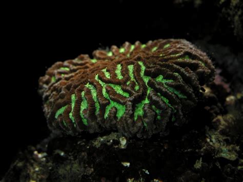Multimedia Gallery Fluorescent Coral Image 5 Nsf National