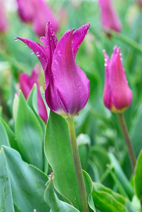 In the ancient days, the red carnation flower meaning is socialism. Meanings of the Different Colors of Tulips You Weren't ...