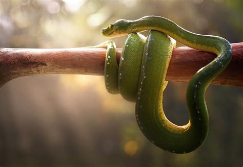 Green Snake Wrapped Around A Brown Tree Branch Hd Wallpaper Wallpaper