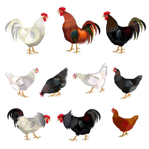 Cockfighting Illustrations Royalty Free Vector Graphics And Clip Art Istock