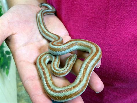Roseofusca � at just a few hours old this captive bred rosy boa is enjoying the warmth of a caring hand. WOW. Love our new rosy boas! | Rosy boa, Reptiles pet ...