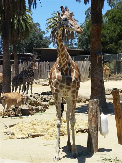 Giraffe Wes C Flickr
