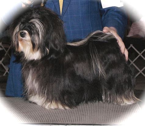 That means that this is the stage when your havanese will behave immaturely yet cutely. havanese grooming tips image search results | Havanese ...