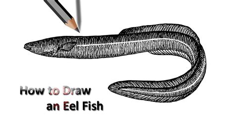 Eel Fish Drawing Fish Drawings Drawings Step By Step Drawing