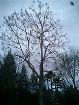 Ugly Tree Service Pictures