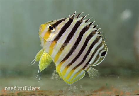 Marshallese Multibar Angelfish Is The Healthiest Paracentropyge Weve
