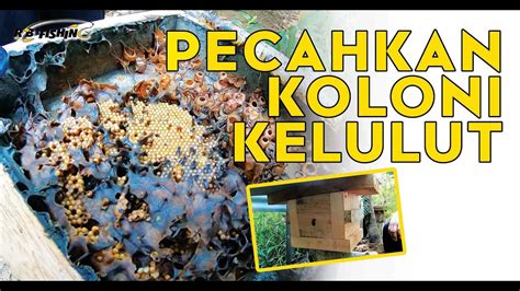Pindah sisiran sarang dengan urutan tempat madu kelulut dan tepungsari, telur dan larva, dan kosong agar digunakan untuk membangun sarang di bagian tersebut, hal ini. Cara Klon Sarang Kelulut - YouTube