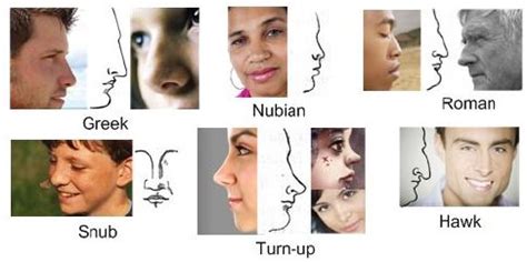 This nose type is characterised by a long nose shape with a base that is wide. Biometrics: nose