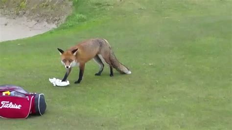 watch cheeky fox steals golfer s wallet metro video