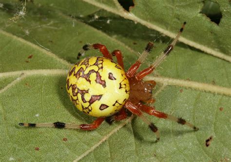 Marbled Orbweaver Spiders Of Alaska · Inaturalist