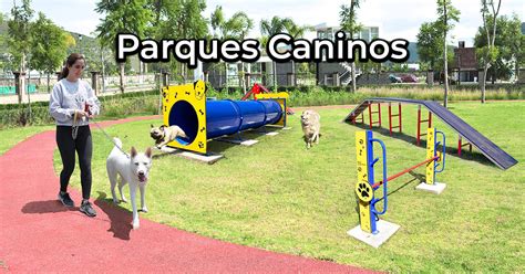 Top 129 Imagenes De Perros En El Parque Theplanetcomicsmx